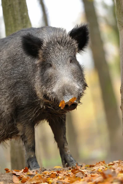 Wild boar Stock Picture