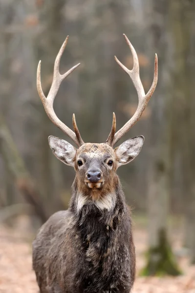 Deer Stock Picture