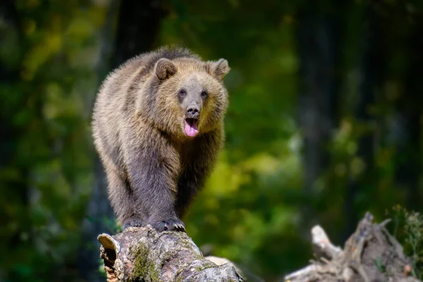 Дитячий Ведмідь Браун Ursus Arctos Дереві Осінньому Лісі Тварини Природному — стокове фото