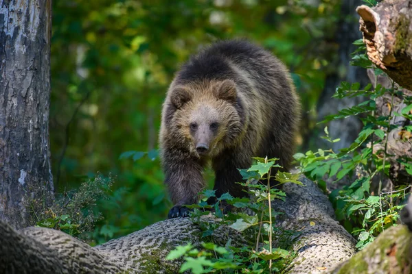 stock image Baby cub wild Brown Bear (Ursus Arctos) on tree in the autumn forest. Animal in natural habitat. Wildlife scene