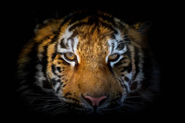 Cerrar Retrato Tigre Sobre Fondo Negro Vista Desde Oscuridad —  Fotos de Stock