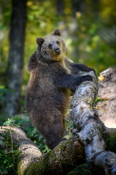 Bebê Filhote Urso Marrom Selvagem Ursus Arctos Ficar Árvore Floresta — Fotografia de Stock