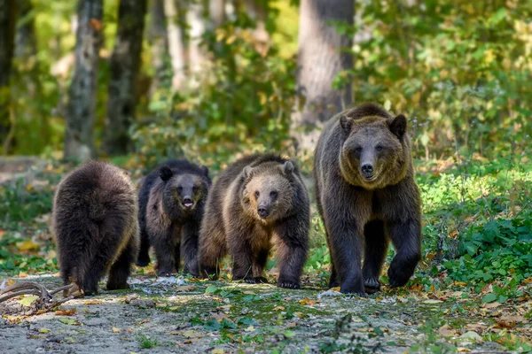 Τρία Αγριοκάστανα Αρκουδάκια Ursus Arctos Μητέρα Στο Φθινοπωρινό Δάσος Ζώο — Φωτογραφία Αρχείου