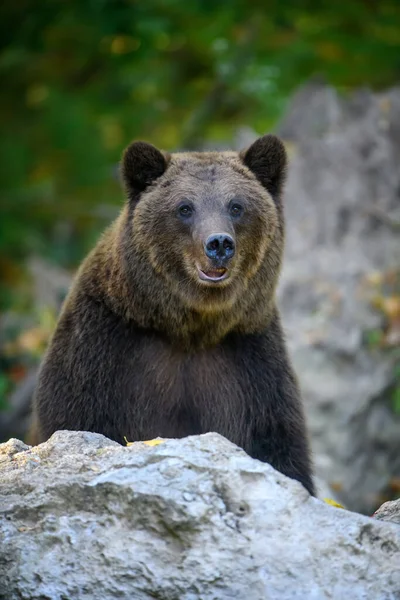 Dziki Niedźwiedź Brunatny Ursus Arctos Jesiennym Lesie Zwierzęta Środowisku Naturalnym — Zdjęcie stockowe