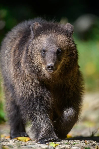 Bebê Filhote Urso Marrom Selvagem Ursus Arctos Floresta Outono Animais — Fotografia de Stock