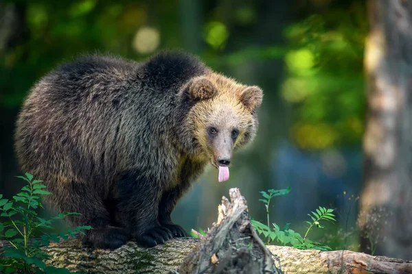 Дитячий Ведмідь Браун Ursus Arctos Восени Тварини Природному Середовищі Вид — стокове фото