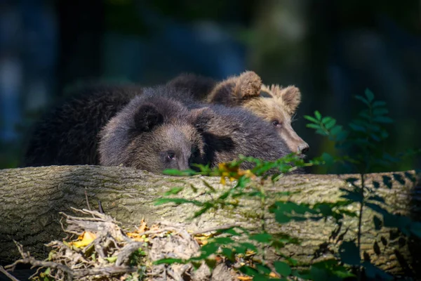 Детеныш Дикого Коричневого Медведя Ursus Arctos Осеннем Лесу Животное Естественной — стоковое фото
