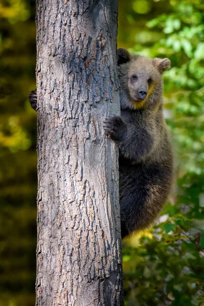 Wild Brown Bear Ursus Arctos Leans Tree Autumn Forest Animal — Stock Photo, Image