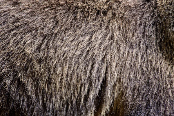 近距离观察真正的棕熊毛皮质地 — 图库照片