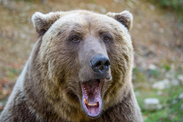 Portret Dzikiego Niedźwiedzia Brunatnego Ursus Arctos Jesiennym Lesie Zwierzęta Środowisku — Zdjęcie stockowe