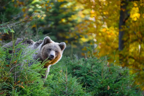 Ведмедя Дикого Брауна Ursus Arctos Восени Тварини Природному Середовищі Вид — стокове фото