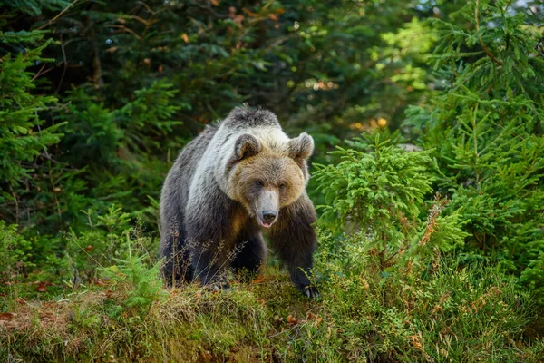 Ведмедя Дикого Брауна Ursus Arctos Восени Тварини Природному Середовищі Вид — стокове фото