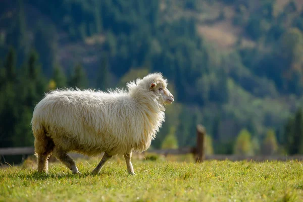 Pâturage Des Moutons Montagne Automne Concept Agriculture — Photo