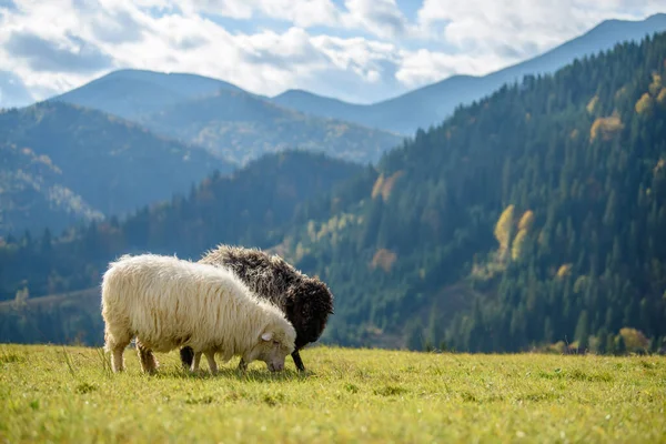 Bergschafe Weiden Herbst Auf Der Weide Konzept Der Landwirtschaft — Stockfoto