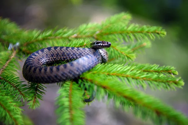Zbliżenie Wąż Trujący Żmija Latem Gałąź Drzewo Żmija Beryjska — Zdjęcie stockowe