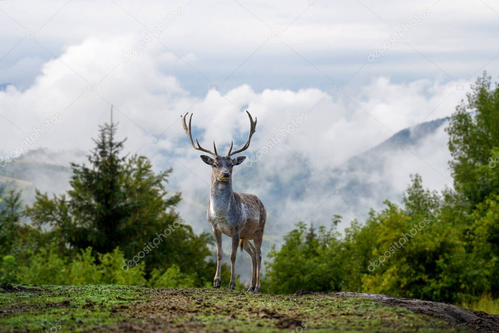 Close up deer on mountain background with clouds in mountain 