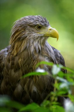 Beyaz kuyruklu kartalın yakın portresi. Doğada tehlikeli bir hayvan var. Vahşi yaşam sahnesi
