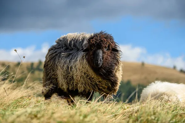 Horské Ovce Pasoucí Podzim Pastvinách Pojetí Zemědělství — Stock fotografie