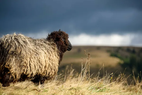 Pâturage Des Moutons Montagne Automne Concept Agriculture — Photo