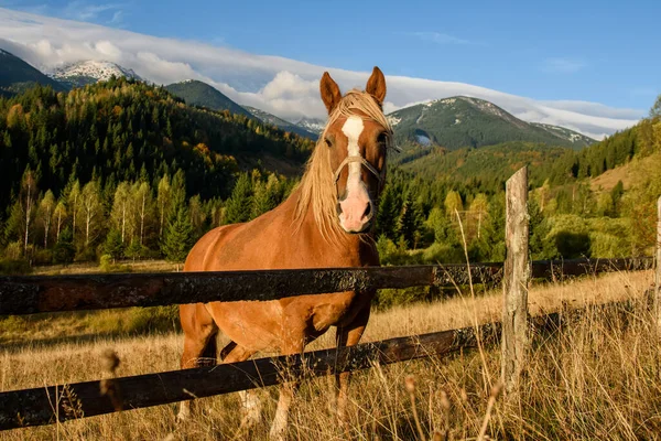 午前中に山の背景に牧草地に茶色の馬 — ストック写真