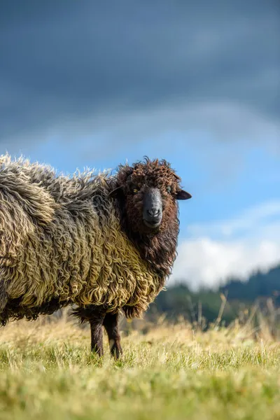 Pâturage Des Moutons Montagne Automne Concept Agriculture — Photo