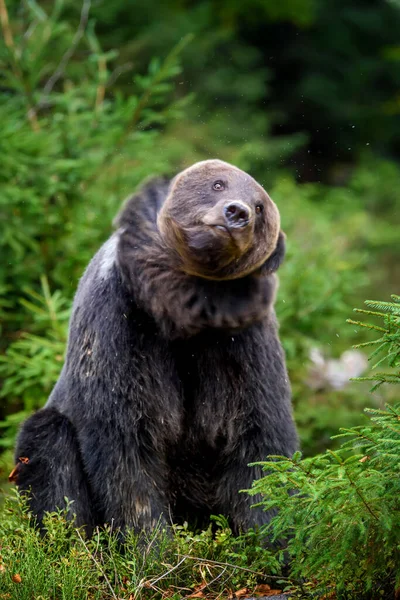 Vilda Brunbjörnen Ursus Arctos Höstskogen Djur Naturlig Miljö Vilt Och — Stockfoto
