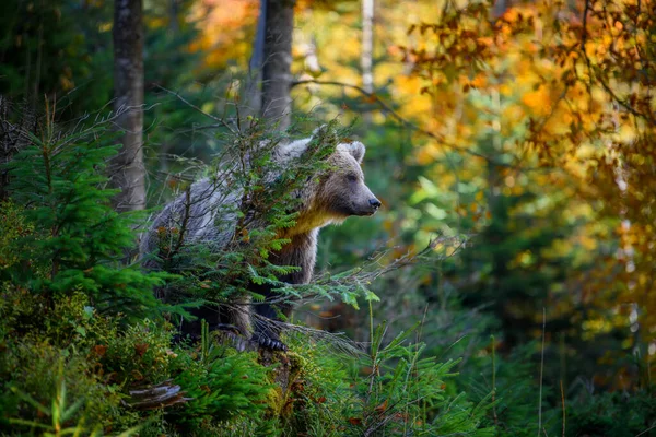 Wild Brown Bear Ursus Arctos 서식한다 서식지의 동물들 동물의 — 스톡 사진