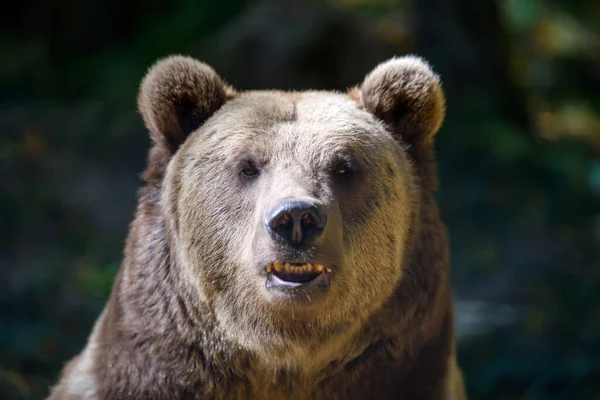 Портрет Дикого Брауна Ursus Arctos Осінньому Лісі Тварини Природному Середовищі — стокове фото