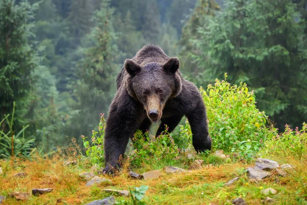Дикий Коричневый Медведь Ursus Arctos Осеннем Лесу Животное Естественной Среде — стоковое фото