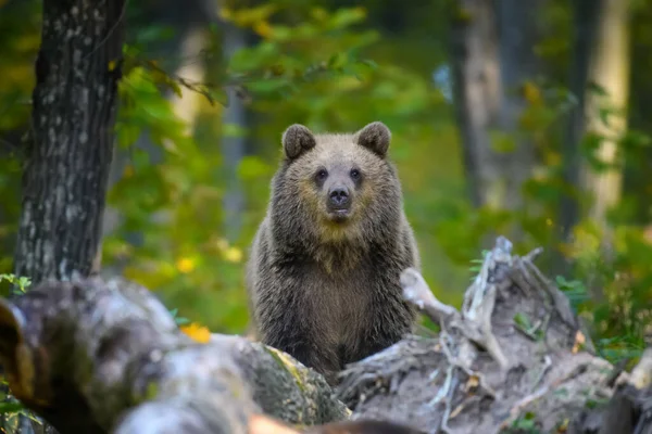 Dziki Brązowy Niedźwiedź Ursus Arctos Jesiennym Lesie Zwierzęta Środowisku Naturalnym — Zdjęcie stockowe