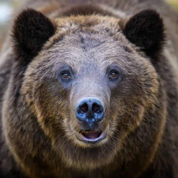 Retrato Oso Pardo Salvaje Ursus Arctos Bosque Otoño Animal Hábitat — Foto de Stock