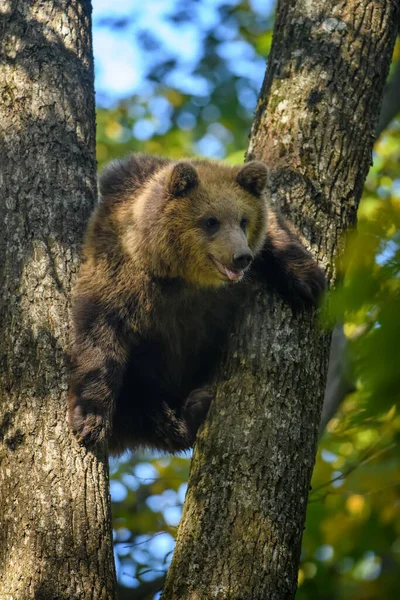 Oso Marrón Salvaje Ursus Arctos Apoya Contra Árbol Bosque Otoño — Foto de Stock
