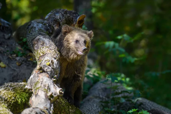 Babyunge Vild Brunbjörn Ursus Arctos Höstskogen Djur Naturlig Miljö Vilt — Stockfoto