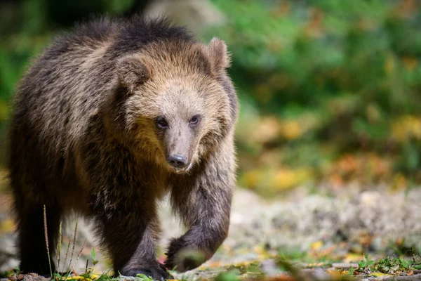 Barnamedve Ursus Arctos Őszi Erdőben Állatok Természetes Élőhelyen Vadvilági Jelenet — Stock Fotó