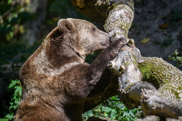 Dziki Niedźwiedź Brunatny Ursus Arctos Jesiennym Lesie Zwierzęta Środowisku Naturalnym — Zdjęcie stockowe