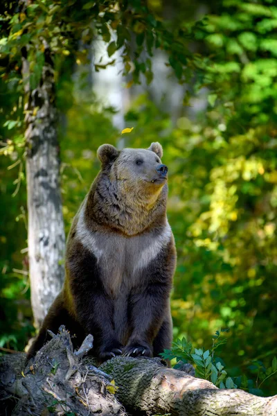Ведмедя Дикого Брауна Ursus Arctos Восени Тварини Природному Середовищі Вид — стокове фото