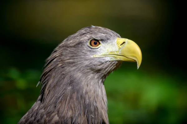 Gros Portrait Aigle Queue Blanche Danger Animal Dans Habitat Naturel — Photo