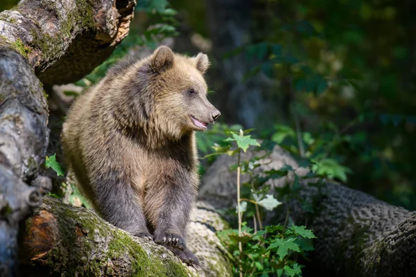 숲에서 브라운 Ursus Arctos 낳는다 서식지의 동물들 동물의 — 스톡 사진