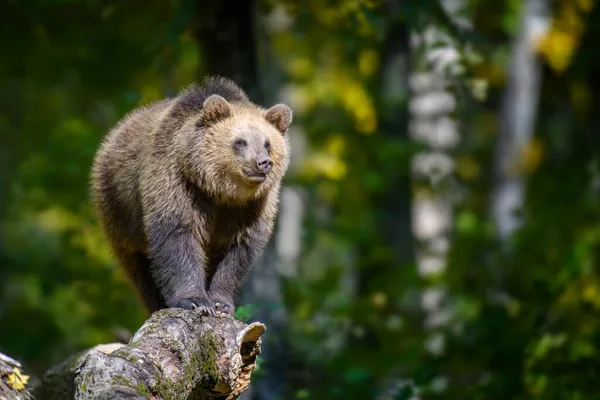 Baby Welp Wilde Bruine Beer Ursus Arctos Boom Het Herfstbos — Stockfoto