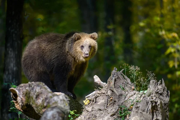 小熊宝宝野生布朗熊 Ursus Arctos 在树上秋天的森林里 在自然栖息地的动物 野生动物场景 — 图库照片