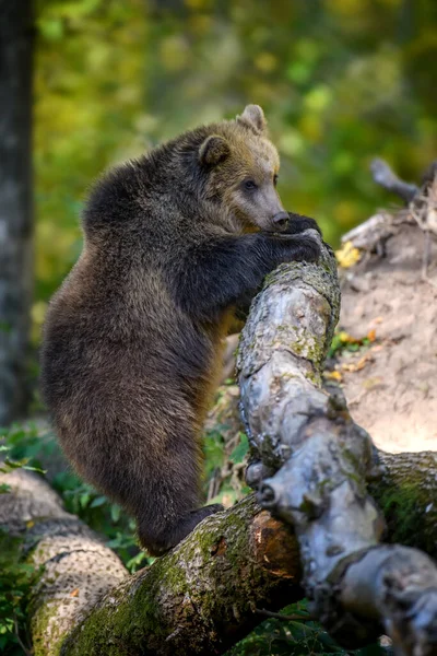 Baby Cub Άγρια Καφέ Αρκούδα Ursus Arctos Σταθεί Στο Δέντρο — Φωτογραφία Αρχείου