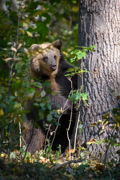Dziki Niedźwiedź Brunatny Ursus Arctos Opiera Się Drzewo Jesiennym Lesie — Zdjęcie stockowe