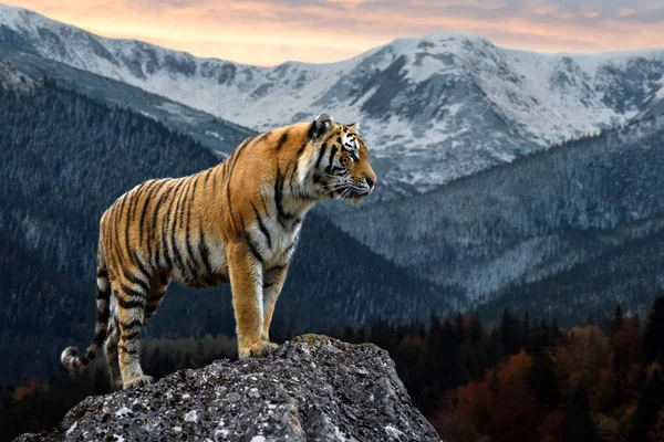 Egy Felnőtt Tigris Áll Egy Sziklán Esti Téli Táj Hátterében Stock Kép