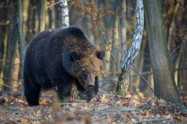 Sonbahar ormanında ayı. Ursus arctos, sonbahar renkleri. Doğal ortamda tehlikeli bir hayvan. Vahşi yaşam sahnesi