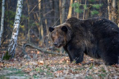 Sonbahar ormanında ayı. Ursus arctos, sonbahar renkleri. Doğal ortamda tehlikeli bir hayvan. Vahşi yaşam sahnesi