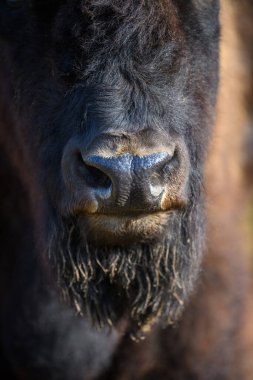 Büyük kahverengi Bizon burun ve sakal. Yakın plan.