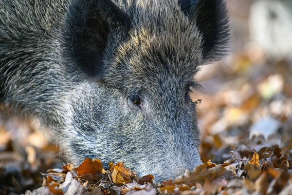 Babi Jantan Hutan Musim Gugur Mencari Biji Bijian Daun Yang — Stok Foto