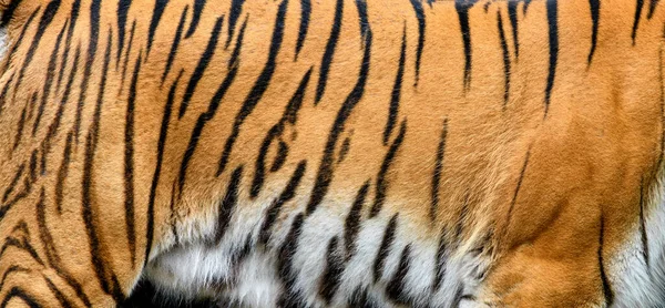 Uzavřete Pravou Texturu Tygří Kůže Tigris Kožešiny Pozadí Textura Obrázek — Stock fotografie