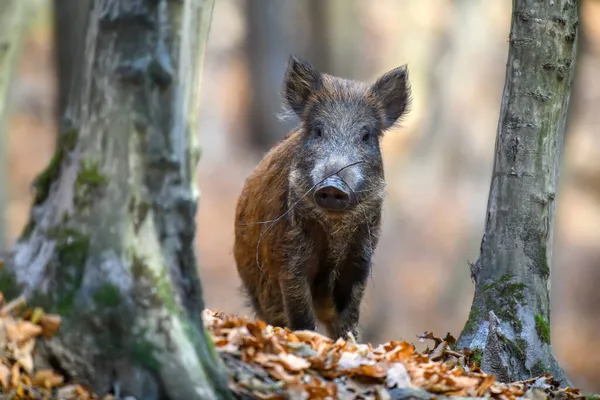 Sonbahar Ormanında Erkek Yaban Domuzu Doğadan Vahşi Yaşam Sahnesi — Stok fotoğraf