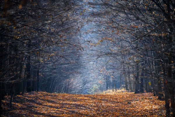 美しい木々や太陽の光で森の中の美しいロマンチックな路地 秋の自然背景 — ストック写真